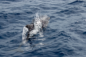 Ein Delphin namens Flipper