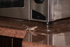 Auf frischer Tat ertappt: Die Täterechse. Teil einer Gang oder Einelgänger?