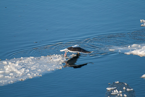 Eine Möwe startt von einer Eisscholle