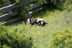 Eine glückliche Alm-Kuh (mit Glocke)
