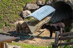 Pony und Esel am Glieshof