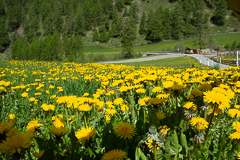 Wiesen voller gelber Löwenzahnblüten