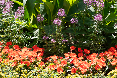 Blüteninsel in der City von Meran