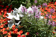 Blüteninsel in der City von Meran