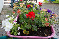 Schubkarrenpflanzschalen