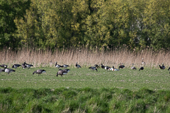 Ringel- und Weißwangengänse