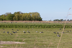 Die Gänse belagern die Felder