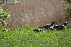 Ein Gänsefamilie auf dem Nachbargrundstück