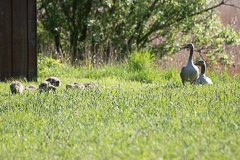Die selbe Familie an anderer Stelle