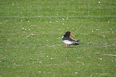 Ein Austernfischer am Deich