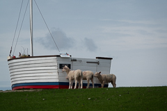 Diese Lämmer planen eine Denkmalbesichtigung