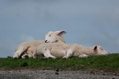 Während diese ein Nickerchen halten