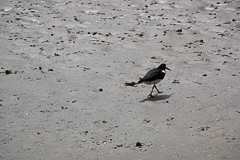 Austernfischer im Watt, ...