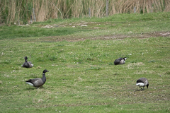 .. Gänse auf'm Feld, ...