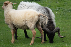 ... Widder beim Grasen, ...