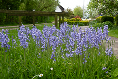 ... und drei mal Blüten beim Blühen!