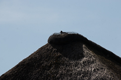 Austernfischer im Reetdachnest