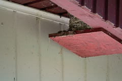 Das Schwalbennest über unserer Haustür