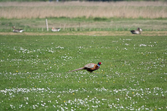 Ein Fasan in weiter Ferne