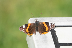 Unser Stammgast am Tisch