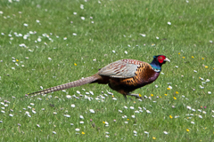 Ausschnittvergrößerung Fasan