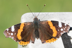Ausschnittvergrößerung Schmetterling