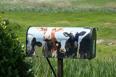 Ein Briefkasten für Kühe