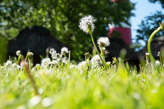 Der Löwenzahn hat dem Rasenmäher getrotzt