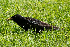 Star mit fettem Fang