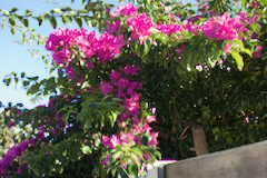 Hier blüht noch einiges