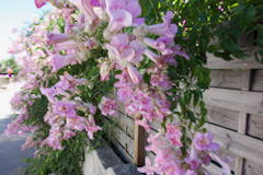 Blüten über Blüten