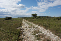 Viel niedere Pflanzen