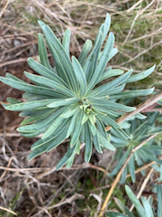 Palisaden-Wolfsmilch am Wegesrand