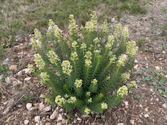 Auch der Herbst-Seidelbast kommt vereinzelt vor