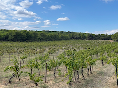 Natürlich auch hier: Ganze Felder voll Weinstöcken