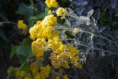 In Nachbars Hinterhof blüht es gelb und prächtig