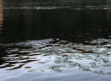 Nachdem es meiner ansichtig wurde, ergriff das Nutria die Flucht in Richtung Flussmitte.